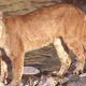 Illustration for article titled Mountain lion killed by Hyundai in Connecticut